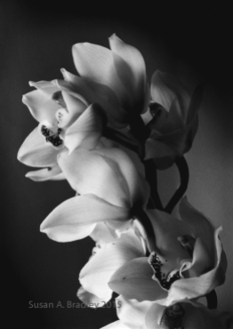 Orchid Series-Afternoon Var1
