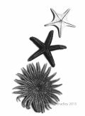 Starfish Var11