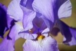 Forest Ranch Iris No1